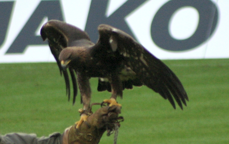 Waldstadion (Commerzbank-Arena)