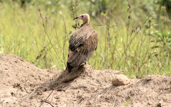 Warten auf ein Schn&auml;ppchen