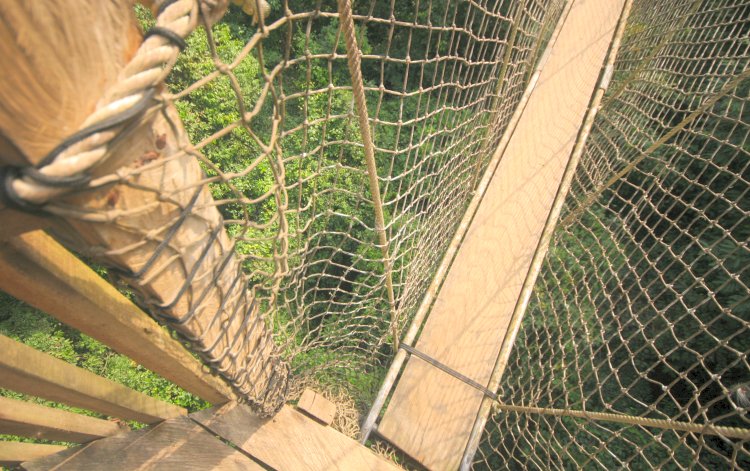 Kakum National Park - hier geht's nach unten