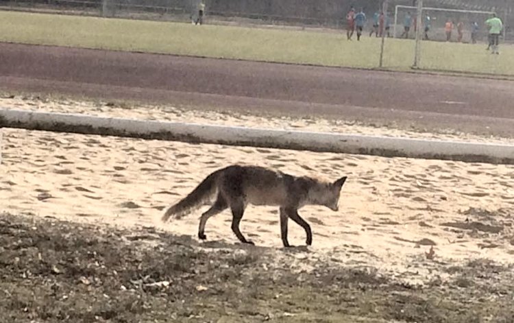 Stadion Hakenfelde